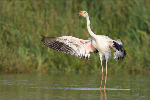 flamingo