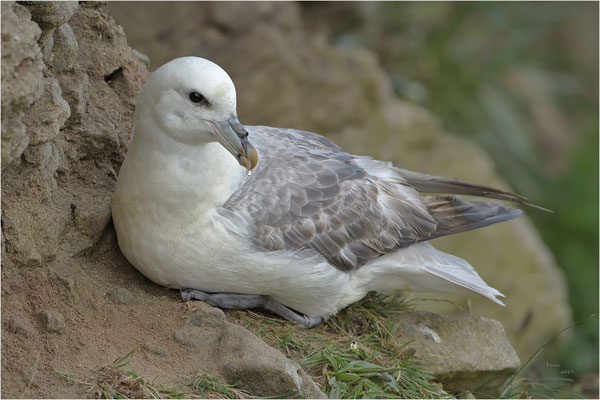 noordse stormvogel