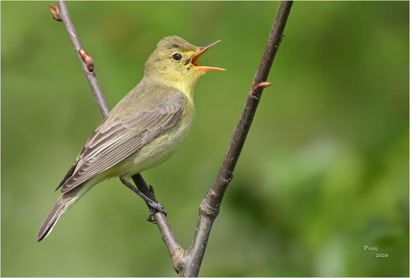 spotvogel
