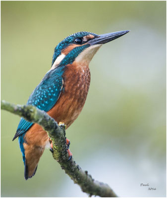 ijsvogel