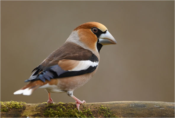 appelvink