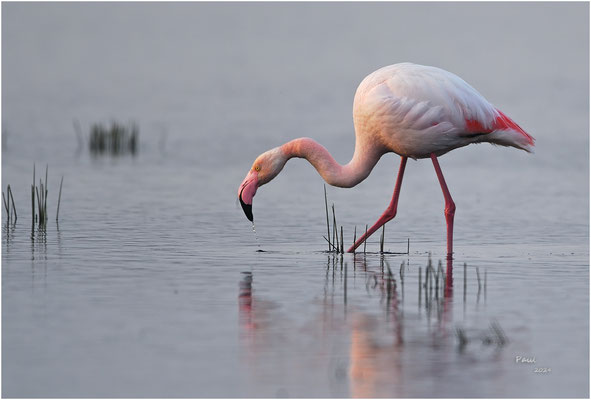 flamingo