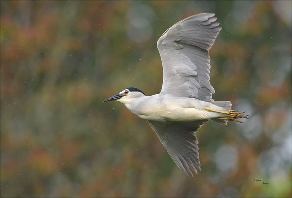 kwak