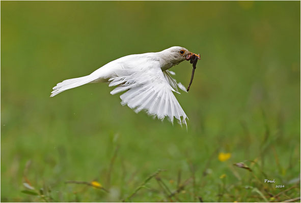 witte merel