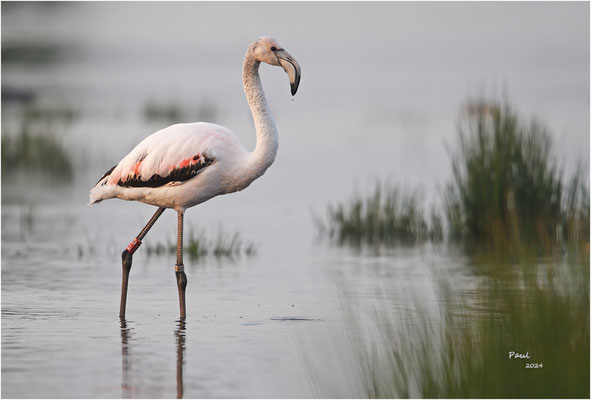chileense flamingo