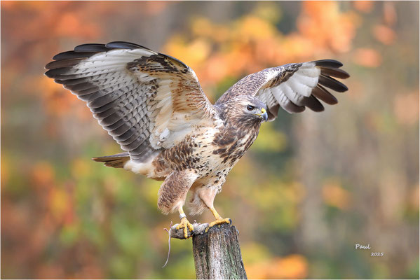 buizerd