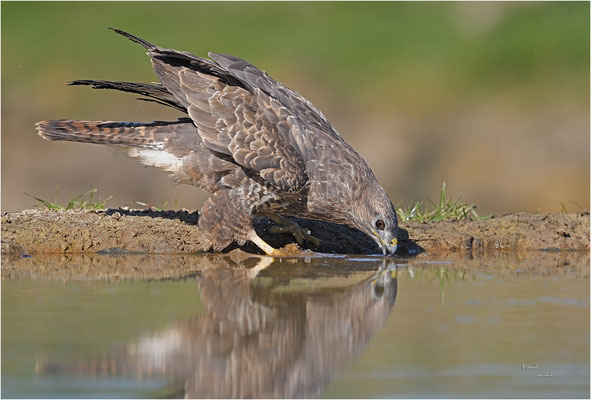 buizerd