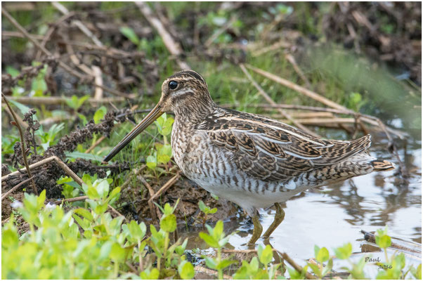 watersnip