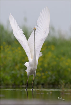 grote zilverreiger