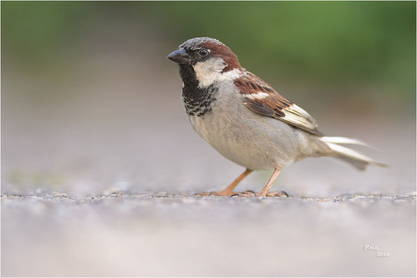 huismus