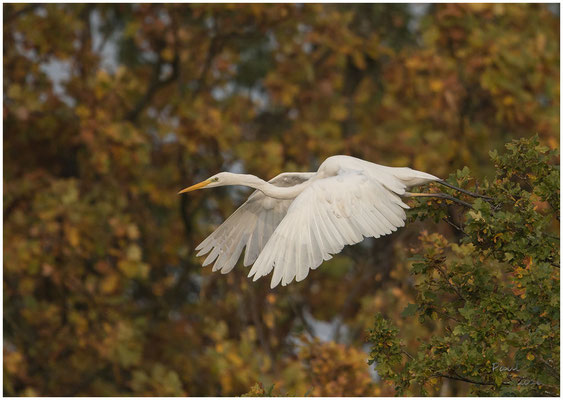 grote zilverreiger