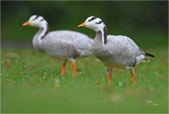 indische gans