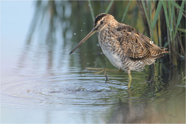 watersnip