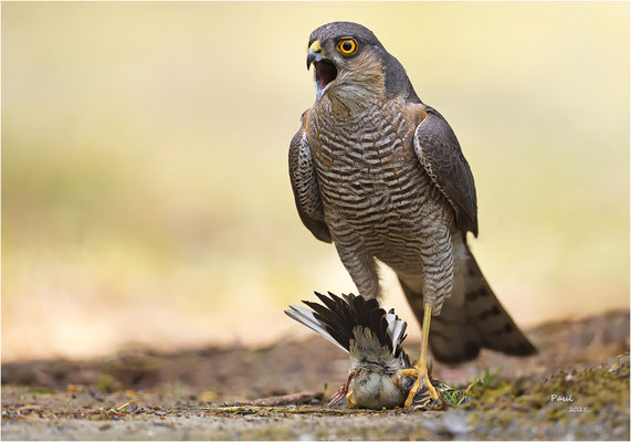 sperwer