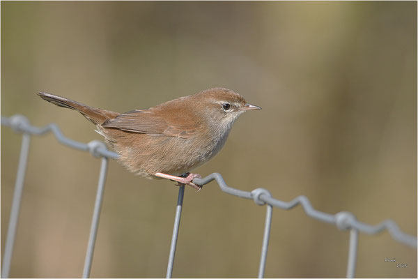 cetti zanger