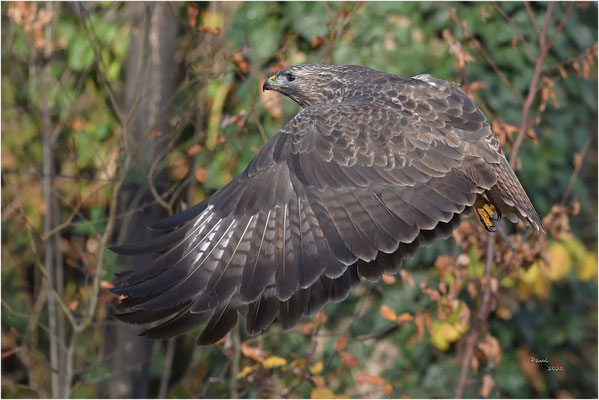 buizerd