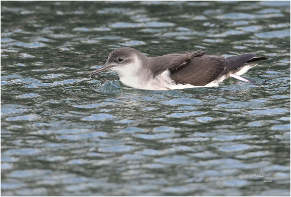 noordse pijlstormvogel