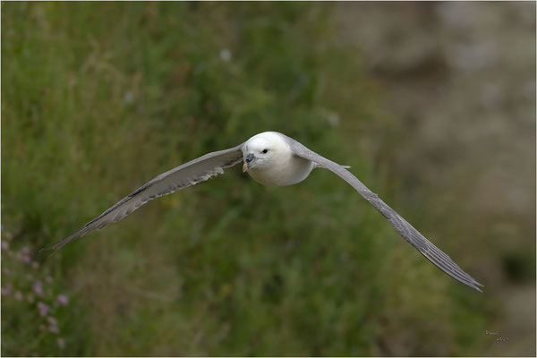 noordse stormvogel