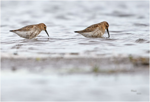 bonte strandloper