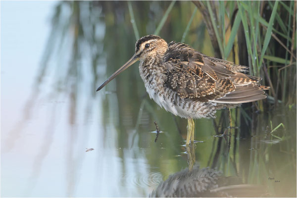 watersnip