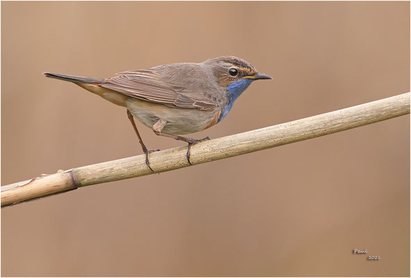 blauwborst