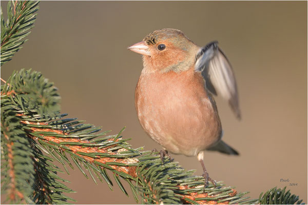 vink