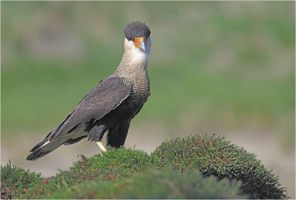 kuifcaracara