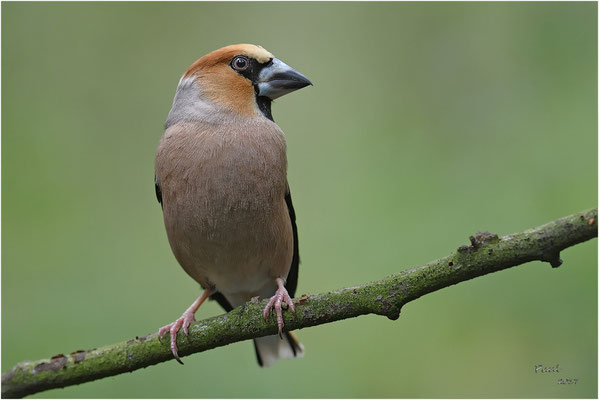 appelvink