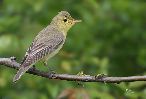 spotvogel