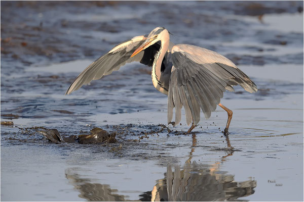blauwe reiger