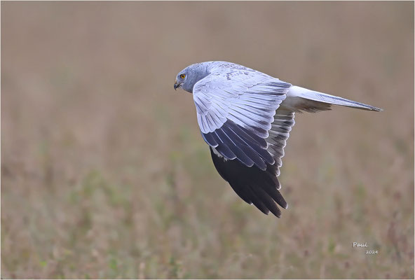 blauwe kiekendief