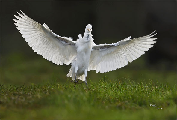 koereiger
