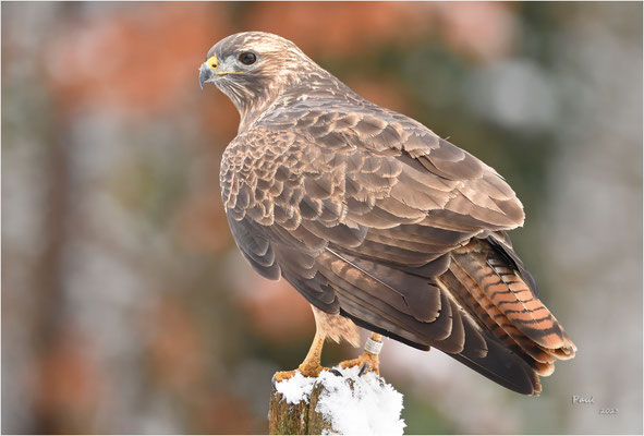 buizerd