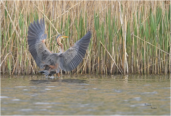 purperreiger