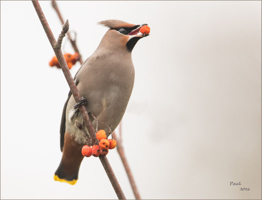pestvogel