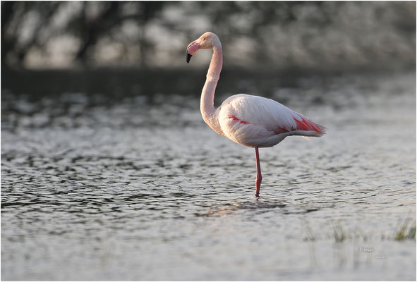 flamingo
