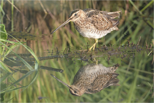 watersnip
