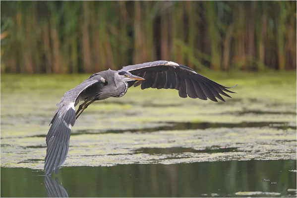 blauwe reiger