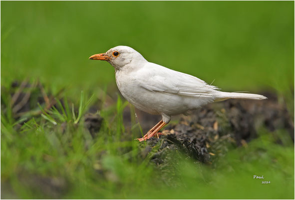 witte merel