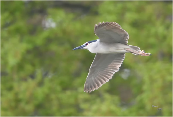 kwak
