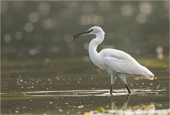 klein zilverreiger