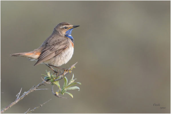 blauwborst