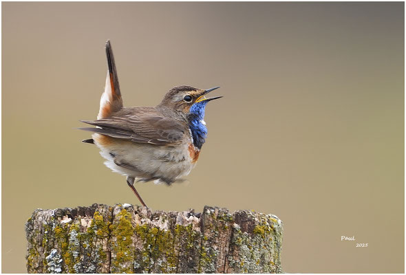 blauwborst