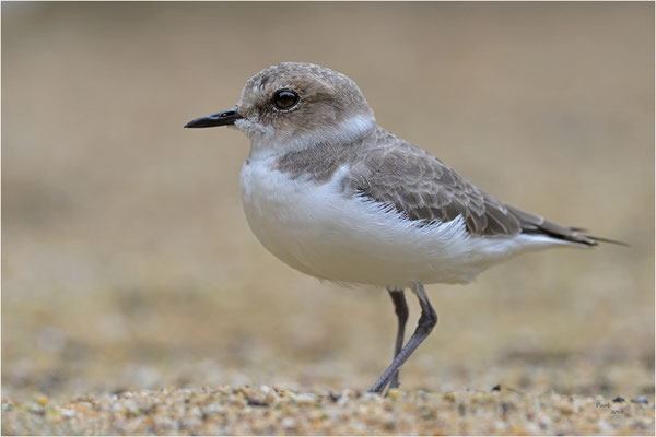 strandplevier