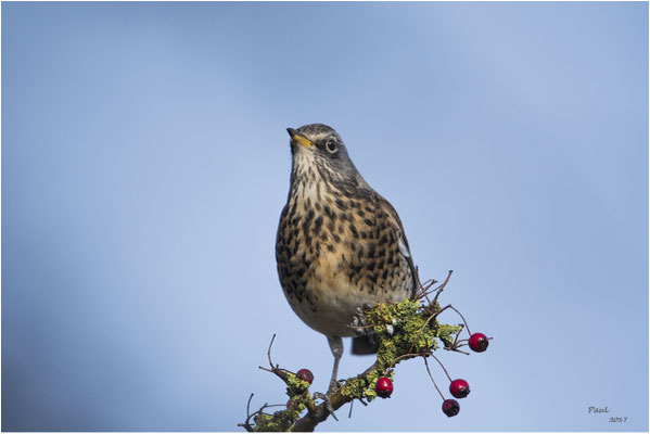 kramsvogel