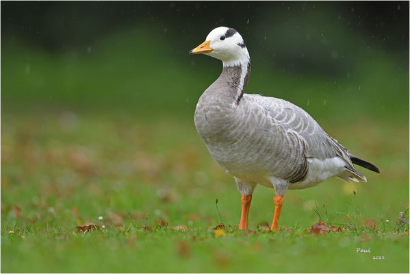 indische gans