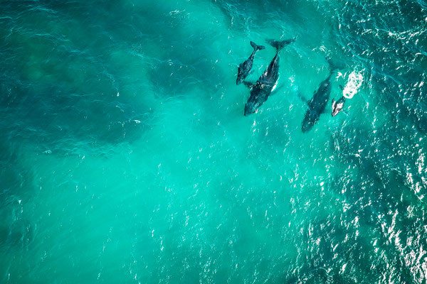 Wale in Australien, Ningaloo Reef