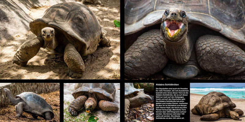 Bildband Seychellen, Reisefuehrer, Guide, Reisebildband, Raimund Franken, Aldabra Riesen-Schildkroeten