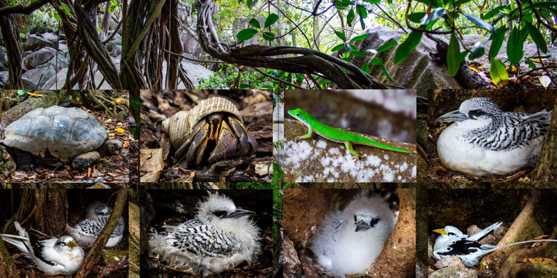 Bildband Seychellen, Reisefuehrer, Guide, Reisebildband, Raimund Franken, Vogelinsel Cousin