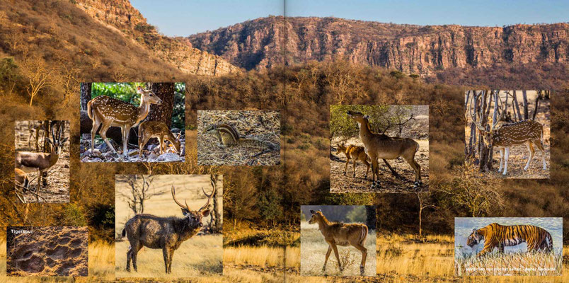 Bildband Rajasthan, Reisefuehrer, Reisebildband, Raimund Franken, Tigerreservat Ranthambore Nationalpark